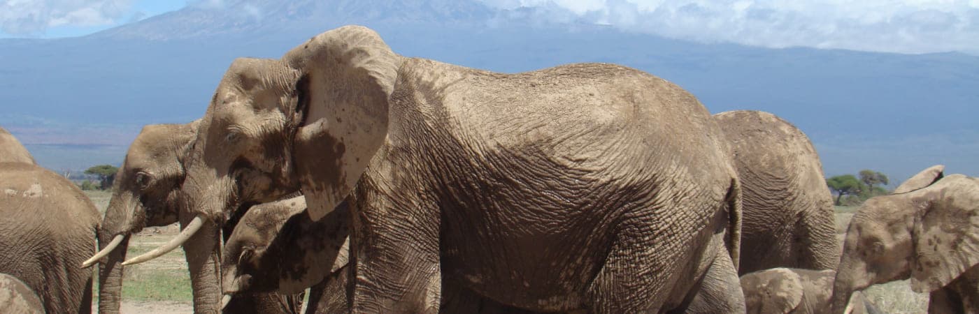 Amboseli National Park