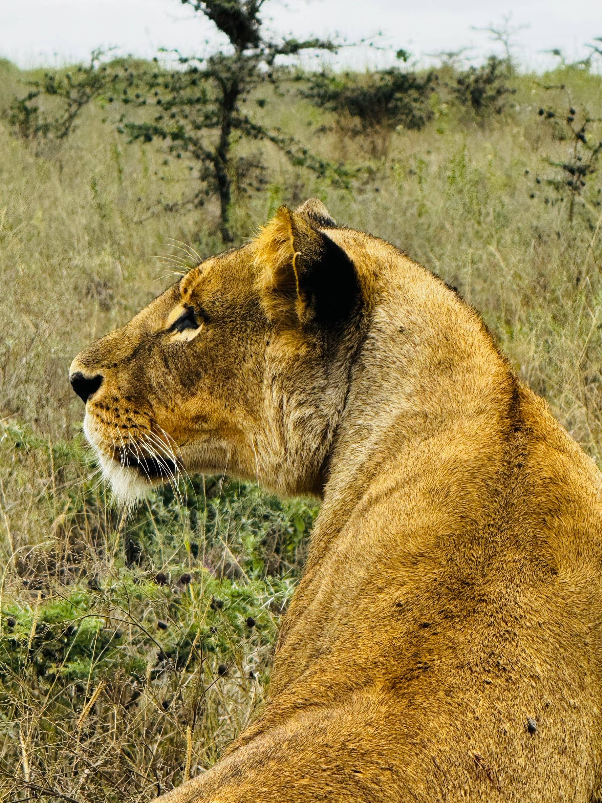 Safari Adventure