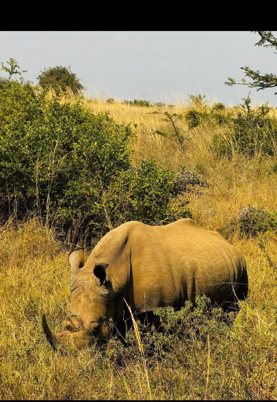 Kenya Safari