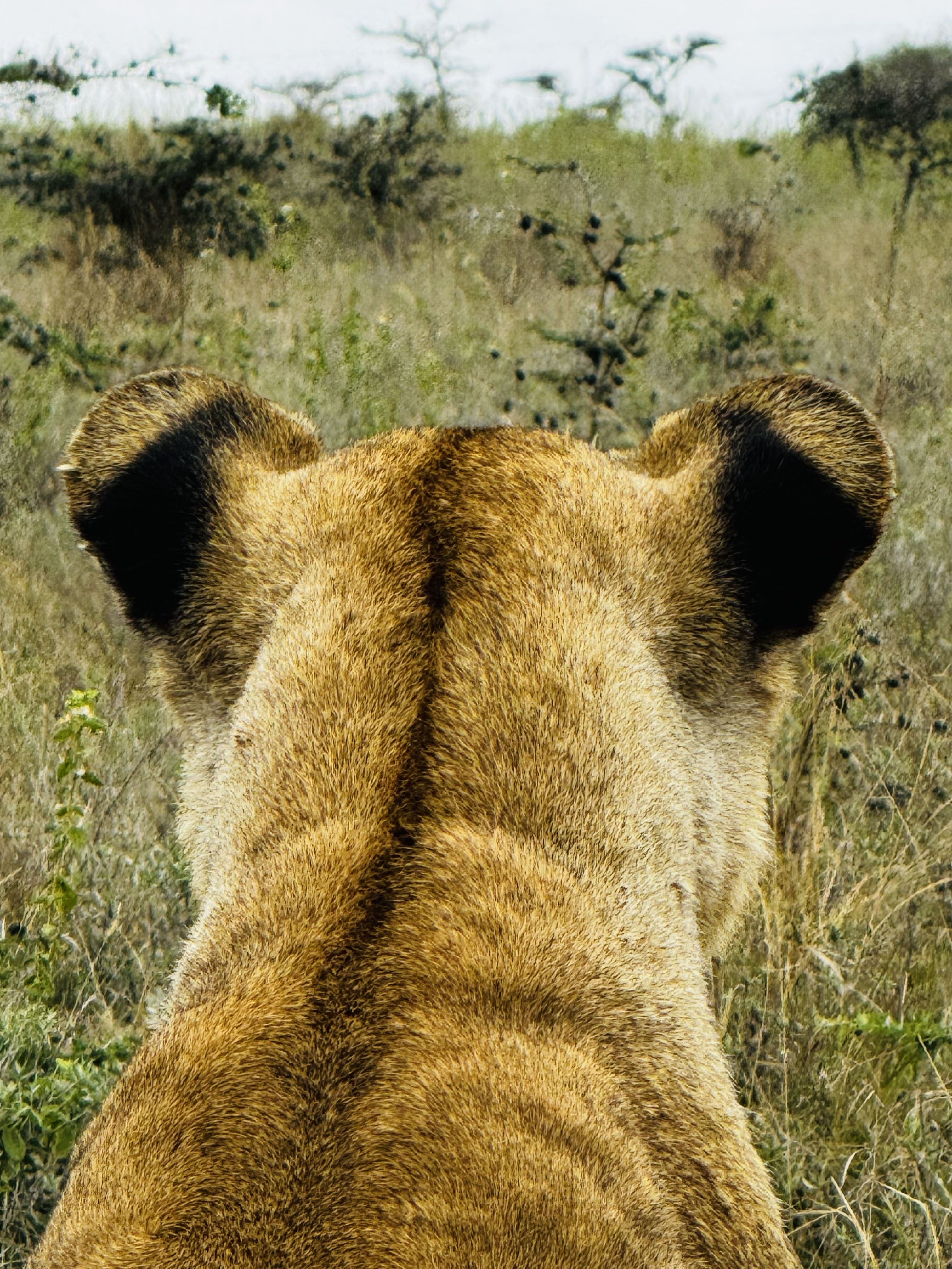 Safari Wildlife