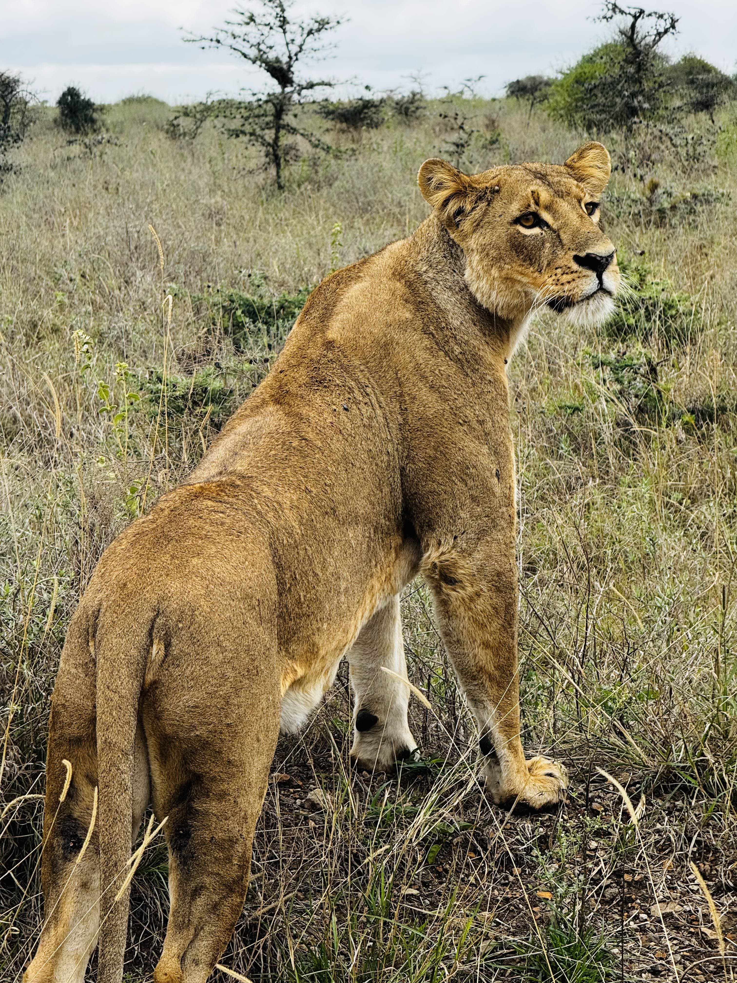 Kenya Adventure