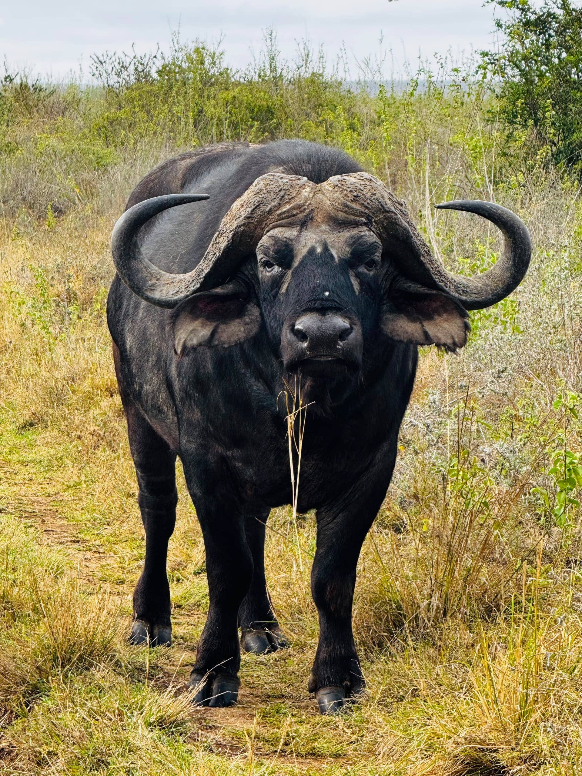 Kenya Wildlife