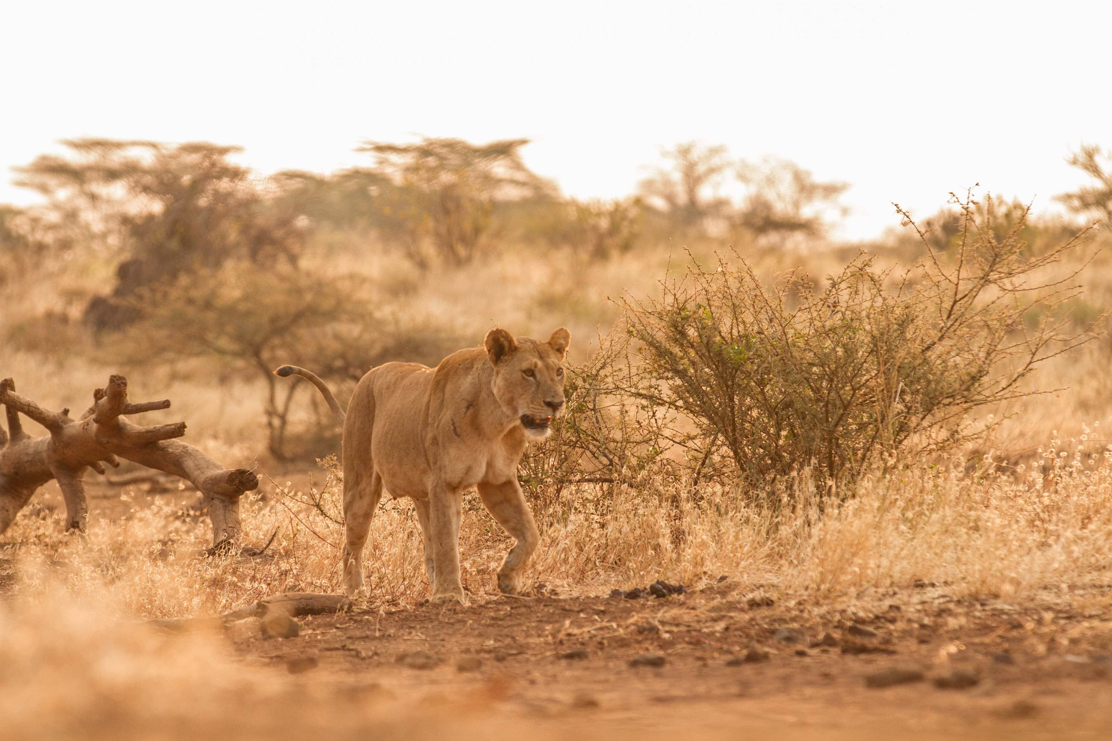 Tsavo National Park